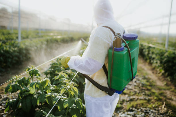 Best Termite Control Services  in Ozk, AR